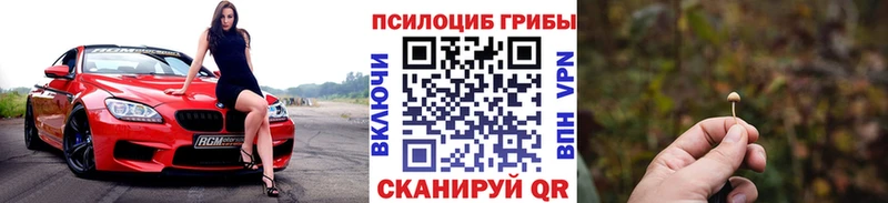 Псилоцибиновые грибы Psilocybe  блэк спрут как зайти  Клинцы  сколько стоит 