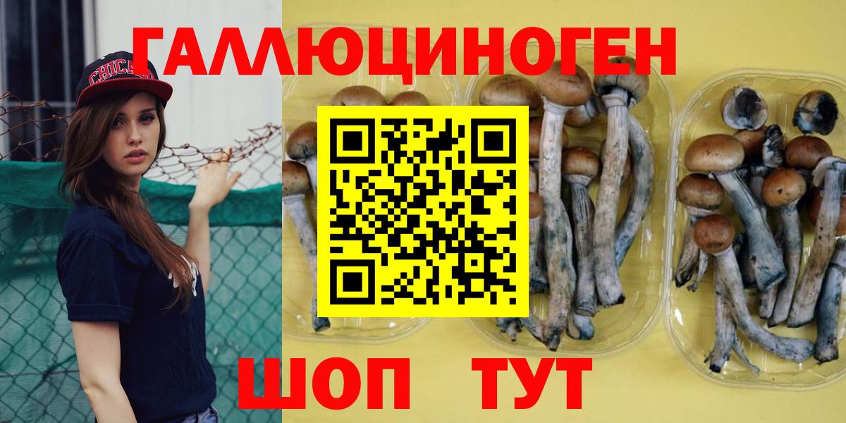 Псилоцибиновые грибы Psilocybine cubensis Клинцы